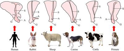 Large animal models for the study of <mark class="highlighted">tendinopathy</mark>